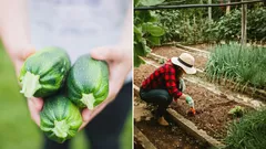 Takovéto „sousedství“ zničí cukety během jediné sezóny: zahrádkář prozradil, co nesázet vedle nich