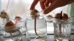 Jak doma naklíčit pecku avokáda: co jí dopřát, aby opravdu vyklíčila