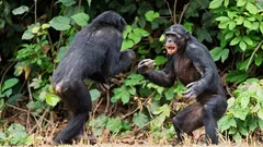 Proč lidé vedou války: vědci našli odpověď v konfliktech mezi skupinami šimpanzů