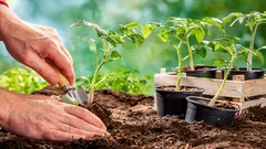 Proč se sazenice náhle přestaly vyvíjet: signál, který nelze ignorovat