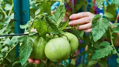 Skrytí ničitelé úrody: 7 chyb při zalévání, kterých se dopouštíte i s těmi nejlepšími úmysly