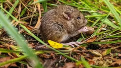 Zahrada bez hrabošů a nervů: zahradník poradil, jak se jich zbavit jednou provždy