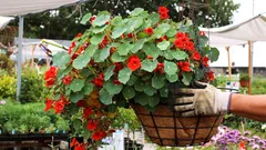 Jeden výsev místo desítek postřiků: tahle květina funguje jako armáda proti škůdcům