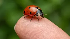 Proč může být přítomnost tohoto domácího škůdce ve vaší domácnosti vlastně dobrá věc
