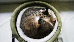 Zásuvka pod skříňkou a pelíšek z kufru: kreativní nápady do interiéru pro domácí mazlíčky