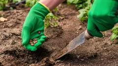 Duben a květen na zahradě: zahradník vyjmenoval plodiny, které je už potřeba vysadit
