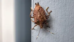 Smradlavý brouk v bytě? Rychlý trik, jak dostat kněžici ven bez zápachu – a co upravit, aby se nevracela