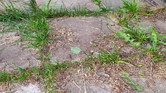 Plevel kolem domu zmizí navždy: zahradník poradil, čím ho zalít