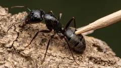 Horší než termiti: Jak se zbavit mravenců tesaříků dřív, než poškodí dům