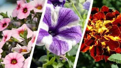 Tyto květiny budou kvést až do konce léta: které z nich je důležité zasadit právě teď?