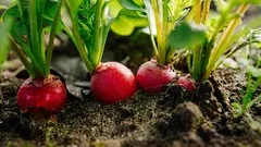 Co zasadit v dubnu, aby záhony startovaly rychleji: 9 jistot a kdy je vysadit