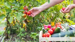 Zahradnické tajemství: Jak často hnojit zeleninovou zahradu pro bohatší úrodu