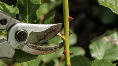 9 rostlin, které byste na jaře nikdy neměli prořezávat – zničíte tím jejich květy