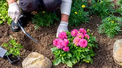 Jak oživit unavené květinové záhony, aniž byste museli začínat od nuly – tajemství zahradníků